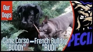 Cane Corso 'BUDDY' und Französischer Bulldog 'RUDI' -  Unsere Hunde by DOG SPECIAL 671 views 1 month ago 12 minutes, 39 seconds