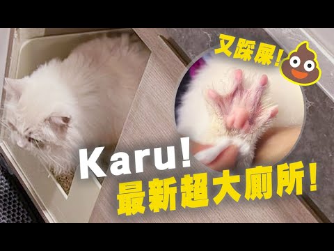 Karu! 最新訂造超大貓廁所! 仔仔又踩屎! (Vlog)