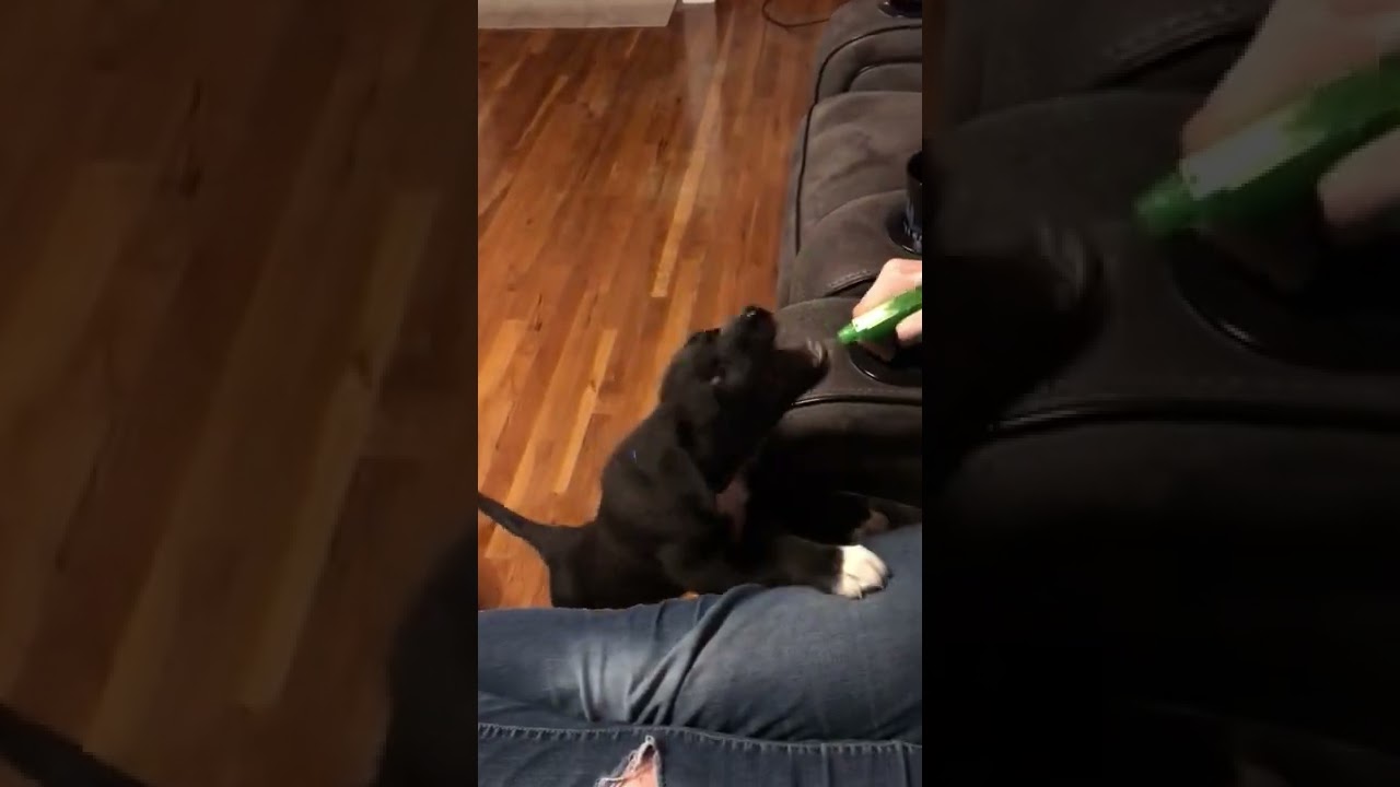 This is dog water YouTube