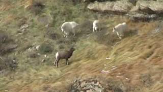 Backpacking in the Ruby Mountains.com