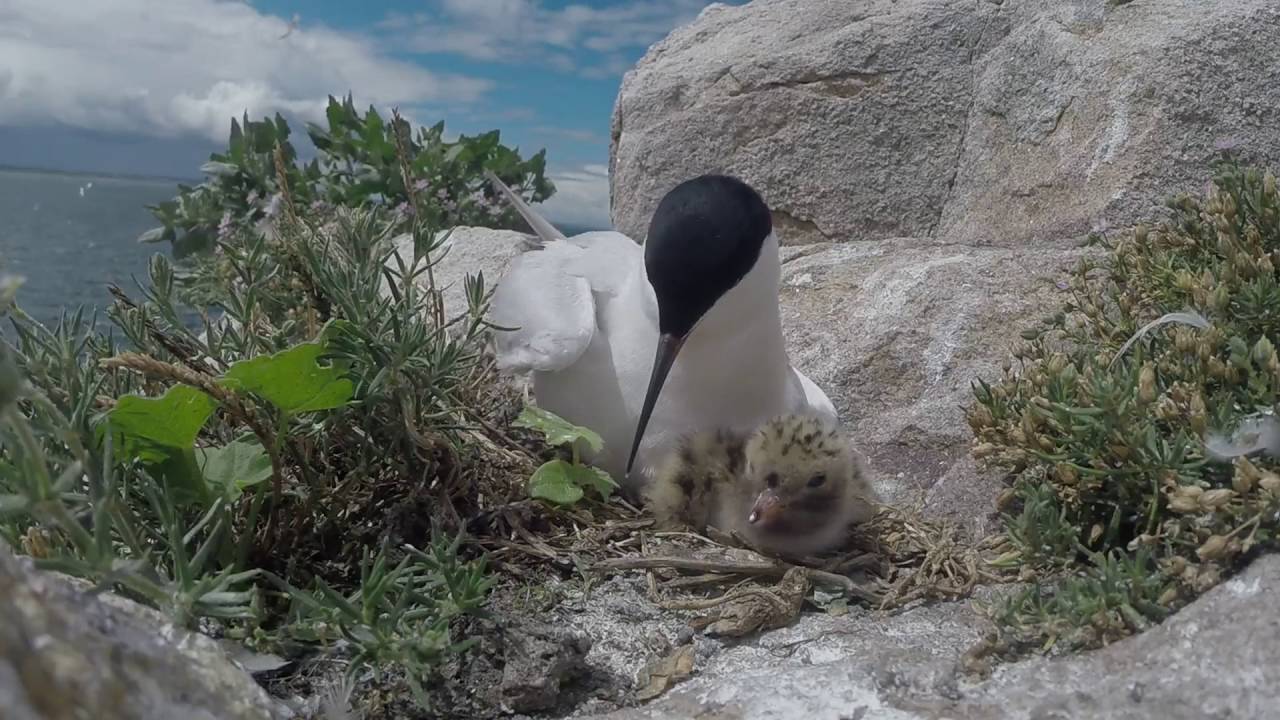 Roseate Tern Adult with Roseate and Common Tern chick 