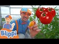 Blippi Visits a Farm! | Learn About Healthy Eating For Kids | Educational Videos for Toddlers