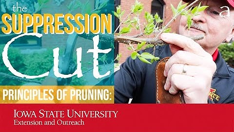 Principles of Pruning: The Suppression Cut