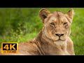 4k Ultra HD Video Relaxing Music, Wild Animals, Beautiful Relax piano music For Stress Relief