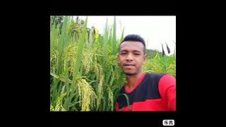 PADI SIAM SIAM ASAL ACEH