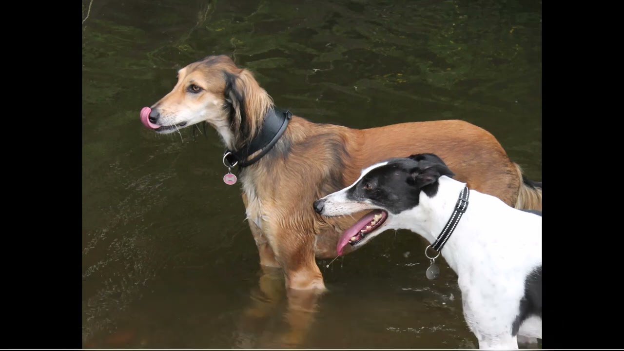 A Dog's Last Will and Testament anon YouTube