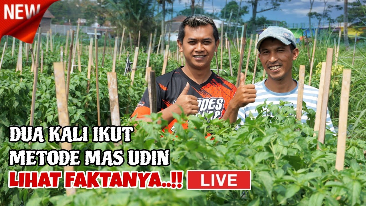 FAKTA TANAMAN CABAI METODE MAS UDIN - KUPAS TUNTAS POLA PERAWATAN NYA