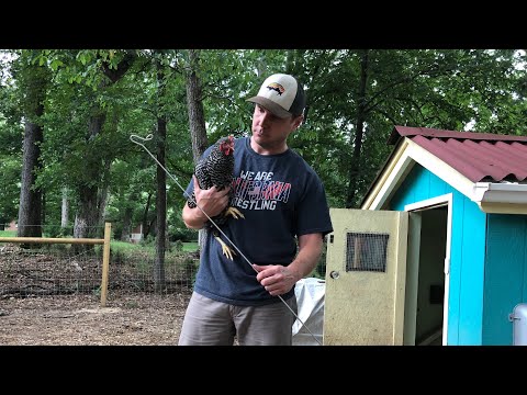 PREMIER ONE Poultry Hook Review and HOW TO Trim chicken feathers!