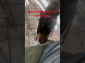 Crime stopper alert #doberman #dogs #funny #lifeisbutadream #shorts
