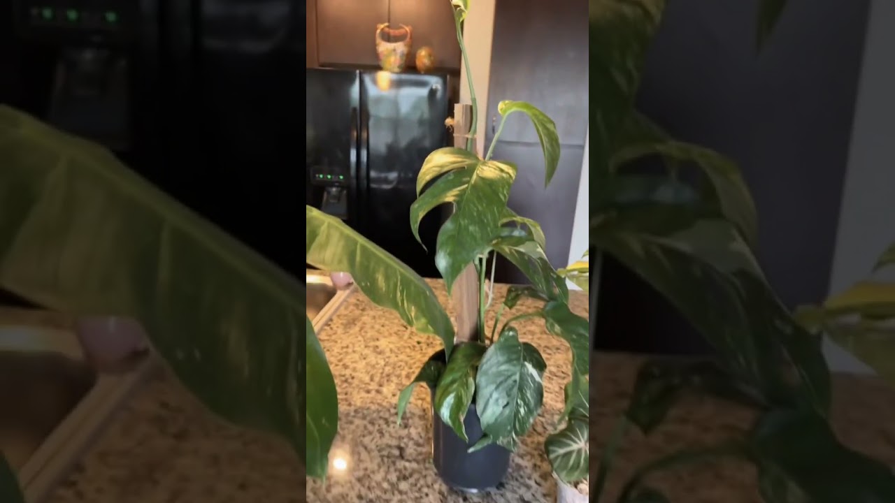 Yall plantcon is no joke!Somany amazing finds! 