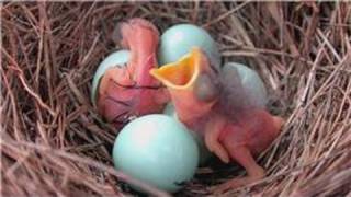 hatch hatching does take bluebird bluebirds
