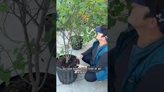 Check your trees for this before buying!