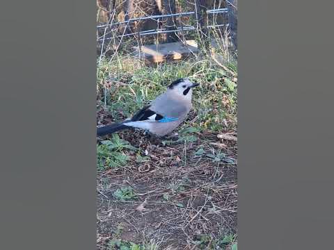 Сойка в Москве #птицы #сойка #гнездо - YouTube
