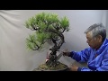 黒松 KUROMATSU. Pine tree. Bonsai master cut and trim.