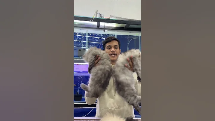 Video 11892401: persiancat cat kitten, kitten animals persiancat