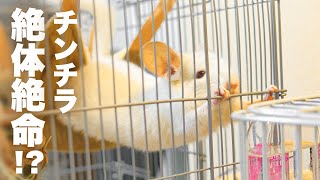 ハンモックから飛び出して焦るチンチラNo.162