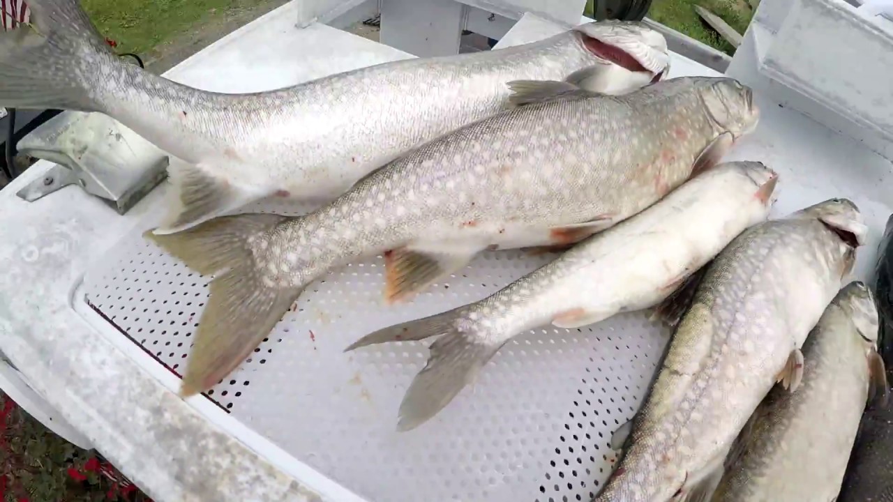Lake Superior Fishing With Some Walleyes