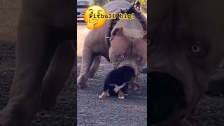 Pitbull Khng L Qu Kinh Khng  animals pitbulldog mesy