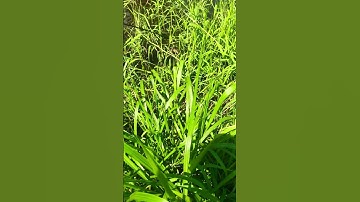 Câu cá lóc bằng vịt miền tây