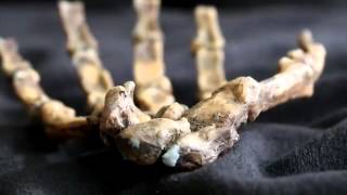 Human Evolution Past And Future With John Hawks