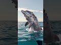 Heroic Shark Rescue Mission 🌊🦈#SharkRescue #OceanHeroes #SaveWildlife
