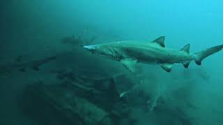 Sharks on the Aeolus May 3 2024