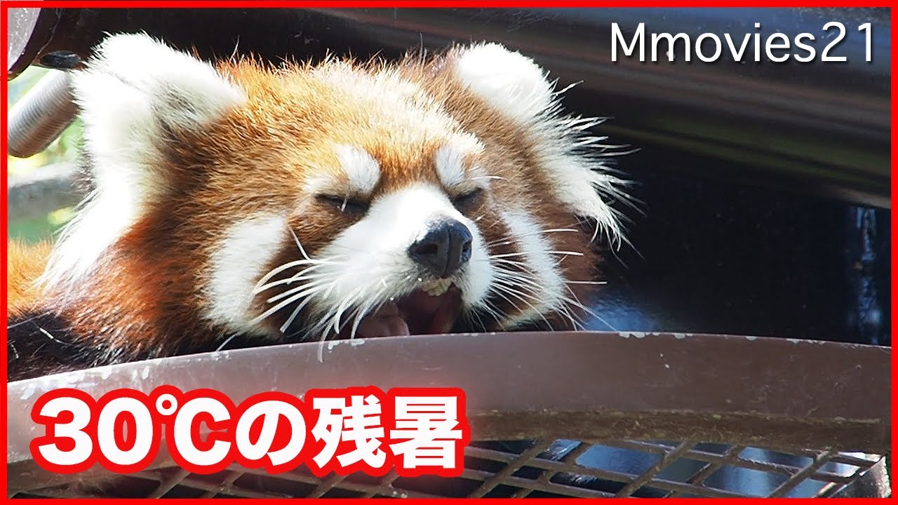 maxresdefault.jpg