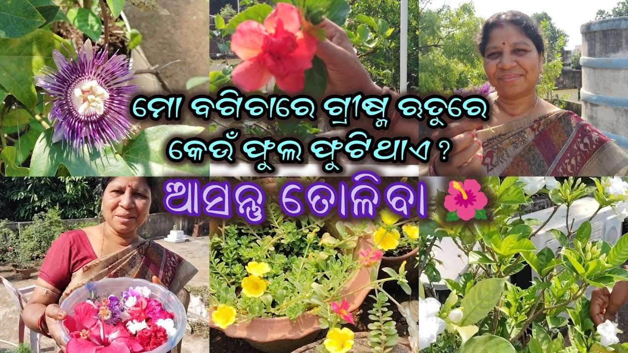 ମୋ ବଗିଚାରେ ଗ୍ରୀଷ୍ମ ଋତୁରେ କେଉଁ ଫୁଲ ଫୁଟିଥାଏ? ଆସନ୍ତୁ ତୋଳିବା 🌺 || munu’s talk