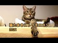猫たまきにトウモロコシ2021