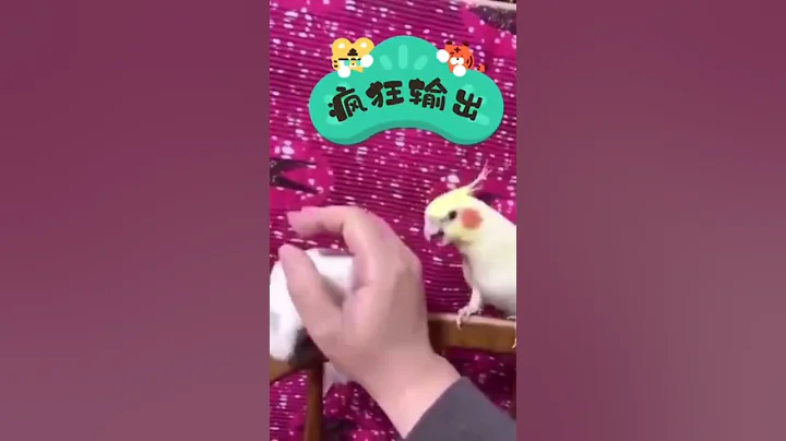 Video 3063211: cat kitten munchkin britishshorthair, munchkin britishshorthair cat animals, britishshorthair munchkin animals funny, meet munchkin cat animals