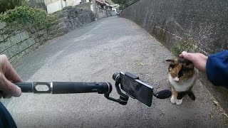 感動猫動画、いつもこうやって撮ってます。