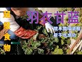 【麗的庭院生活　40】|家庭菜園，羽衣甘藍簡單栽培方法，流程和註意事項還推薦食用方法，新手壹學就會，種出超級食物，吃出健康身體。|