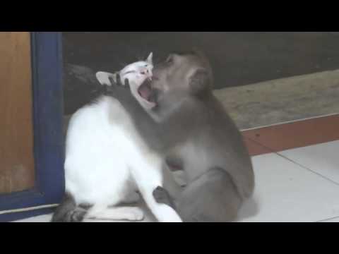 kedi ile maymun arasındaki ibretlik öpüşme sahnesi
