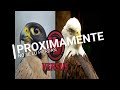 Aguila vs Halcon PROXIMAMENTE EN YOUTUBE