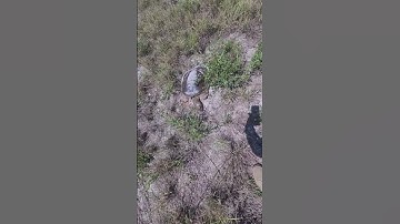 South Florida cooter. Huge soft shell turtle.  #shorts