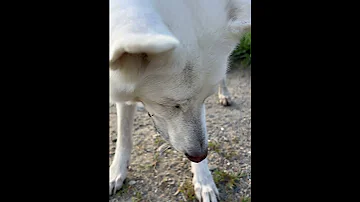 Playing Rock Rock With Togo On One Hand Trying To Film On The Other 
