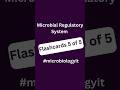 Microbial Regulation Flashcards Part 5