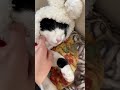 猫アレ事務員とウサギ猫社員【保護猫】 #保護 #猫 #cat #野良猫