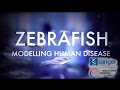 Zebrafish: Modelling human disease - Sanger Institute