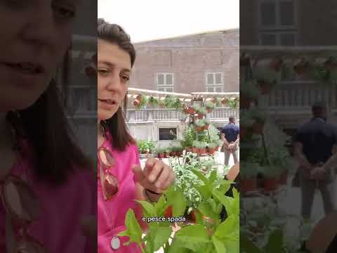 Video: Cos'è una melanzana di Nadia: come coltivare le melanzane di Nadia nei giardini