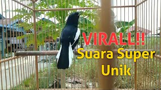 VIRALL!! Kacer Suara Super unik | by Sahabat Kicau