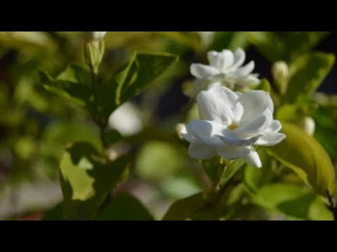 Video: Jasmin (buske): foto, plantering, skötsel, reproduktion