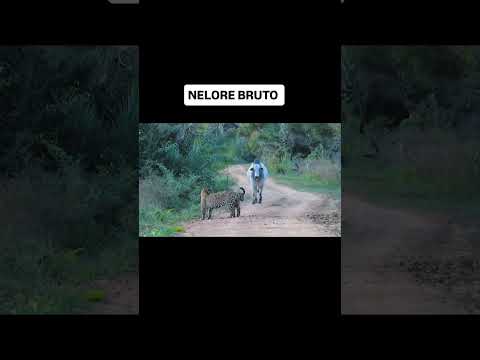 NELORE BRUTO BOTOU AS ONÇAS PARA CORRER #nelore #pecuaria #onça #pantanal #brutodomato #compartilhe