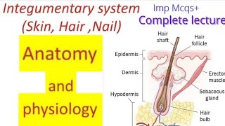 Integumentary system (skin,Hair,Nail) Anatomy,physiology Complete lecture for BSN Nursing students. screenshot 2