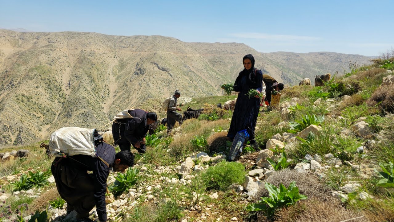 Кочевая жизнь | Кочевое приключение со съедобными растениями | Семейная жизнь горных кочевников⛰️🏞