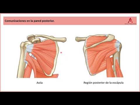 fascia axilar
