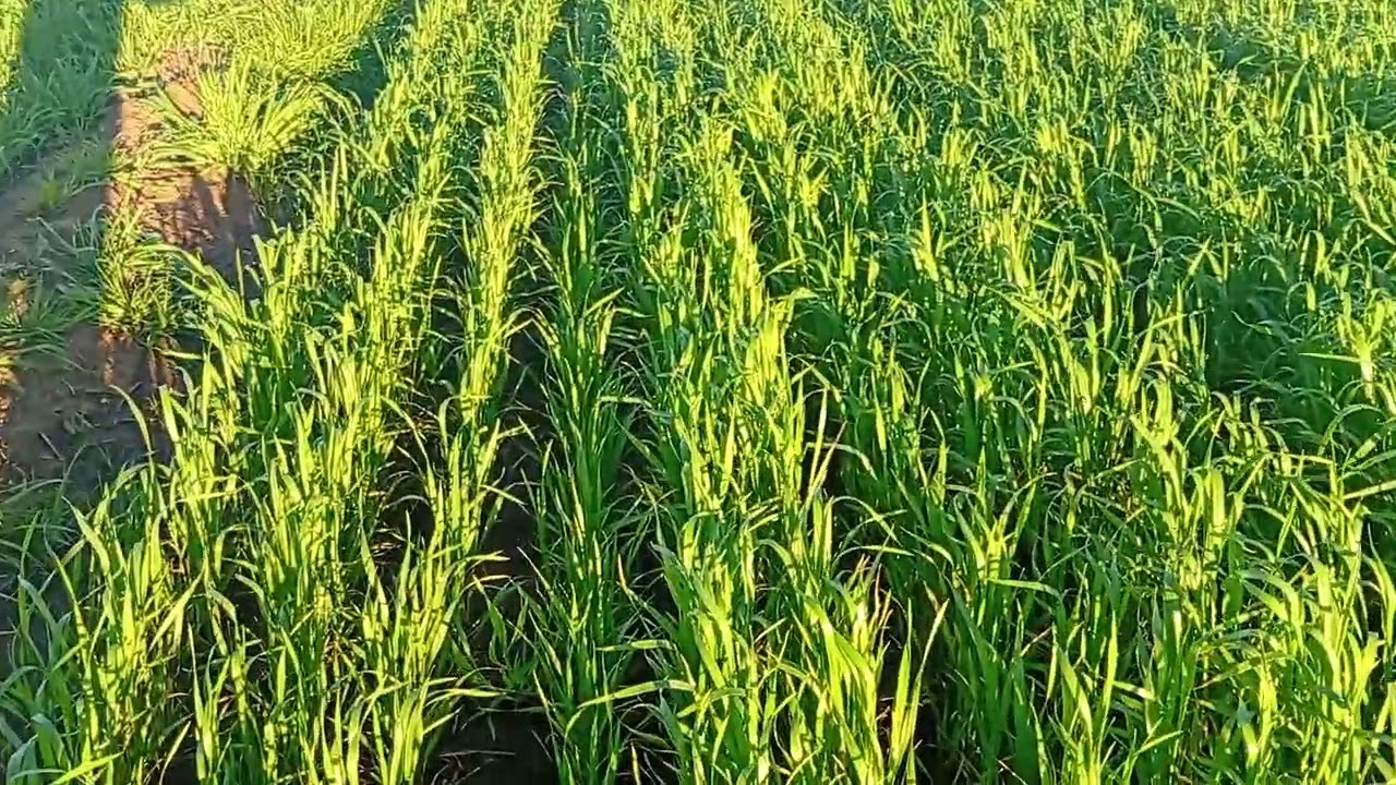 غادي نشوف كينش ربيع 