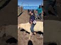 Sunday Funday In The Arena Rigginledoux 6yearsold Sheeprider