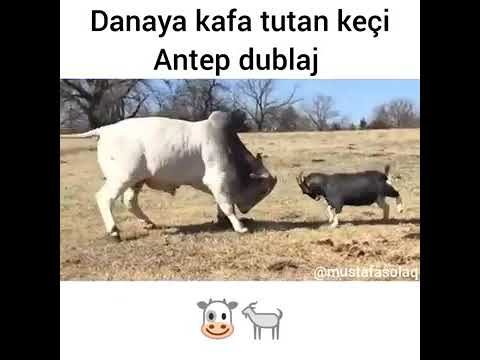 Danata kafa tutan keçi(Antep dublaj)