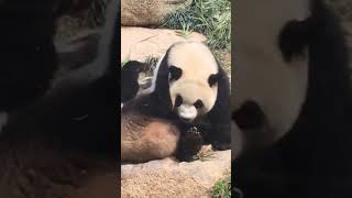 Giant Pandas play